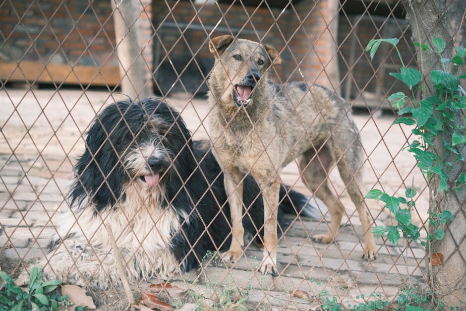Close-up of two mixed breed dogs behind a wire fence at an animal shelter.