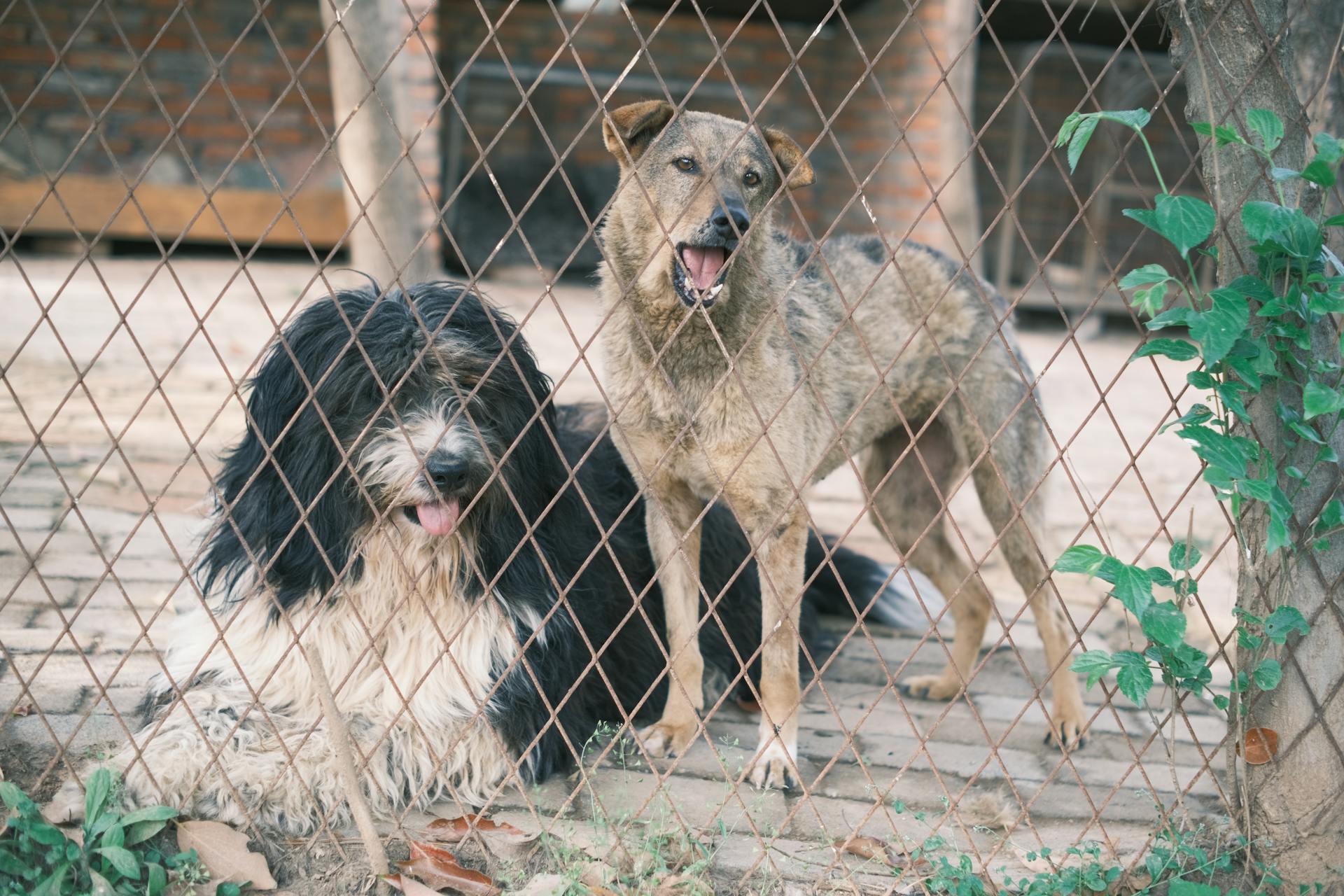 Dogs in Cage