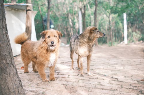 애완 동물 사진, 인도, 확대의 무료 스톡 사진