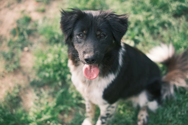 Happy Black And White Dog Sitting On Grass