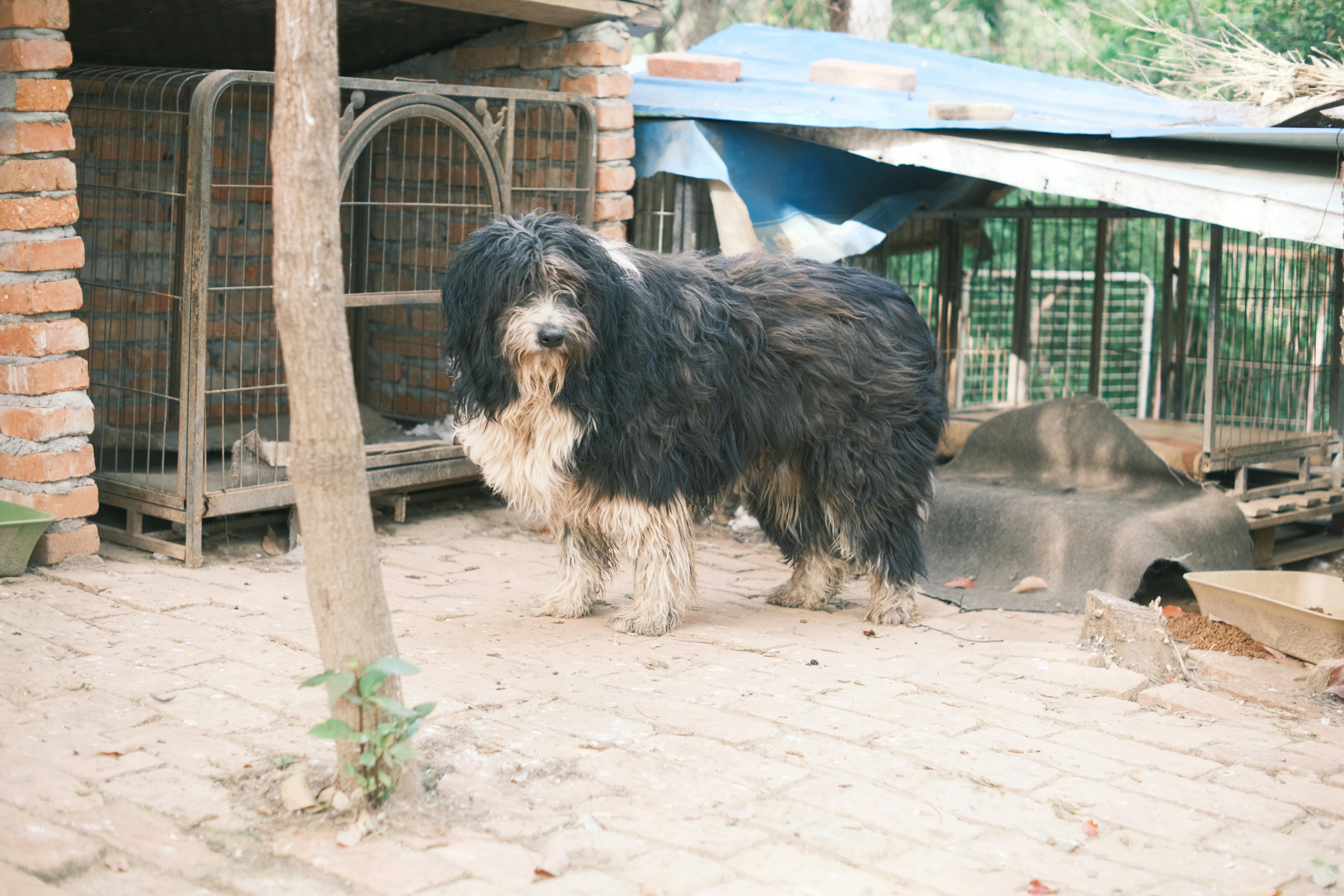 Dog in Shelter