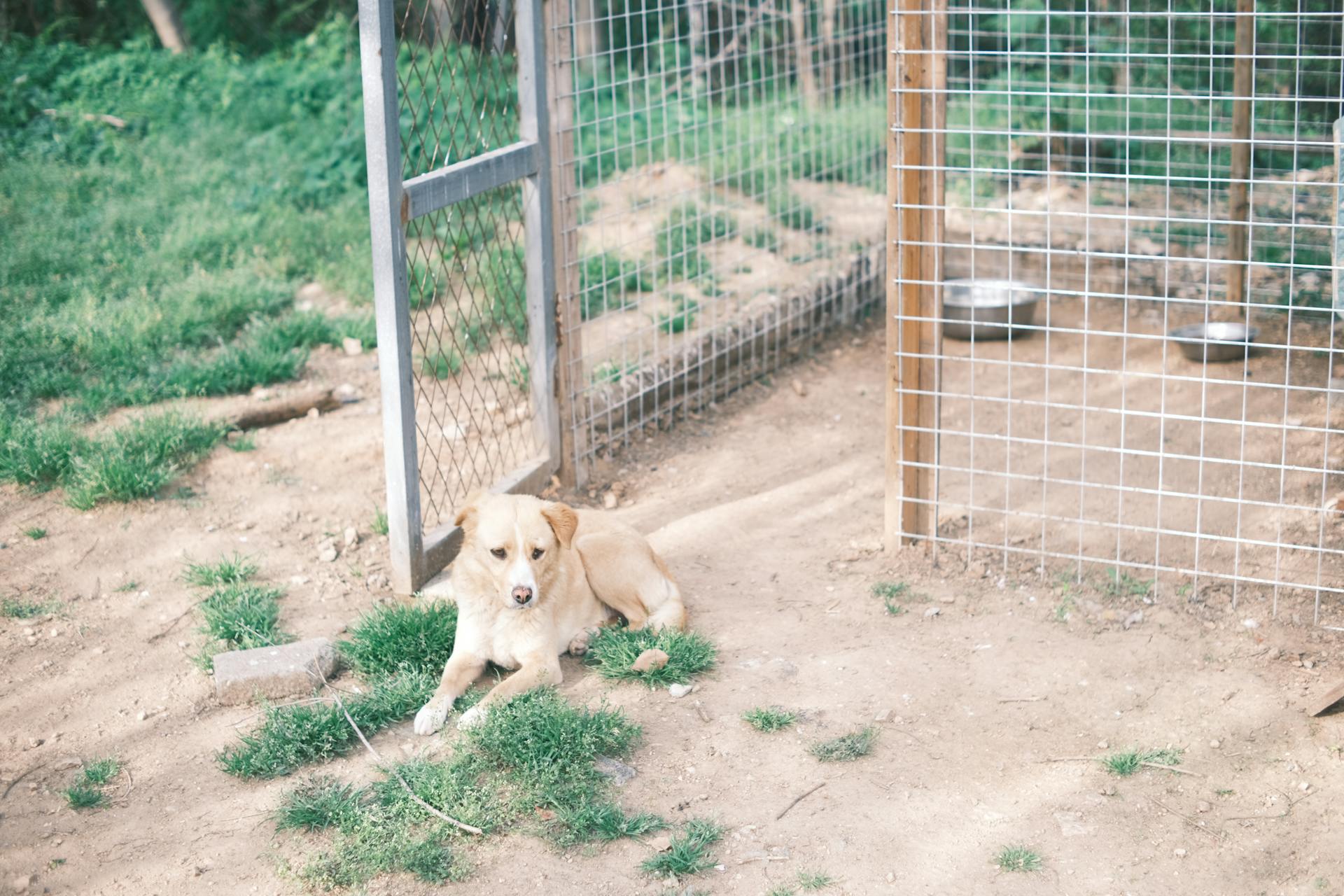 Dog Lying on Sand in Open Enclosure Doors