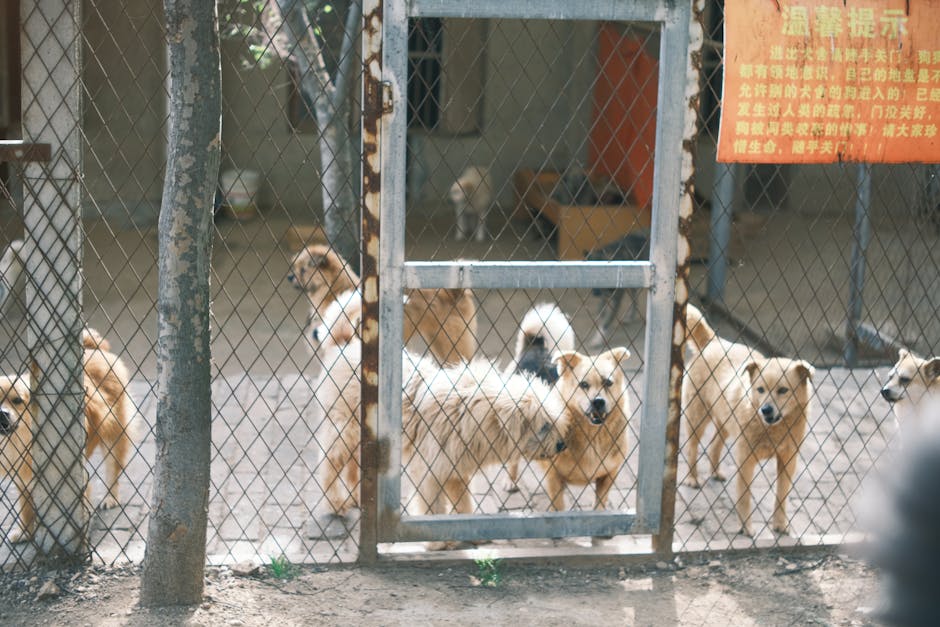 A group of dogs standing behind a metal fence at an animal shelter, looking outward.