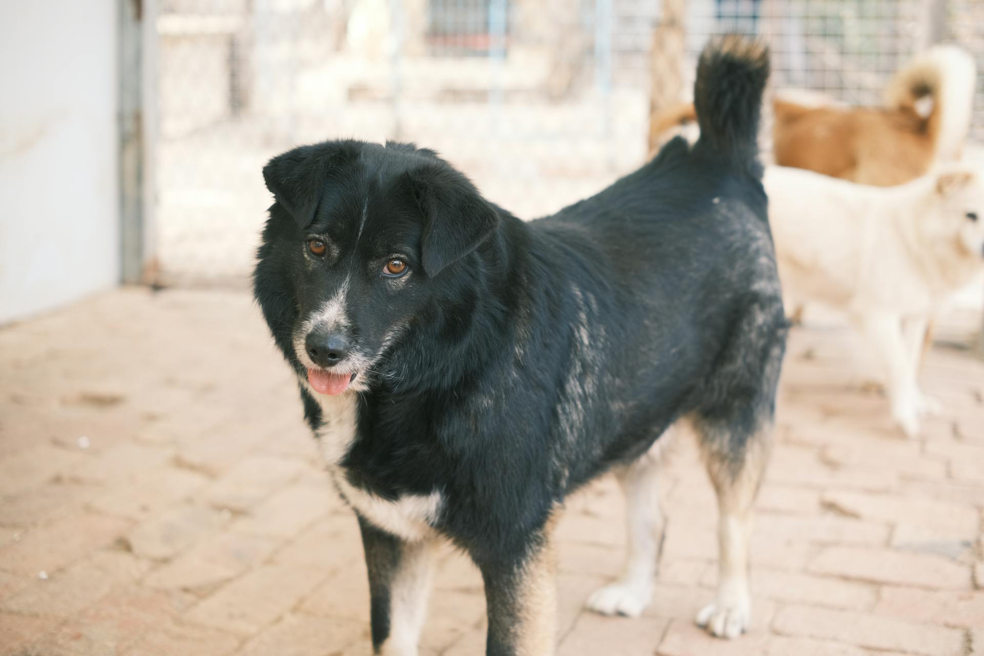 Un chien dans un refuge