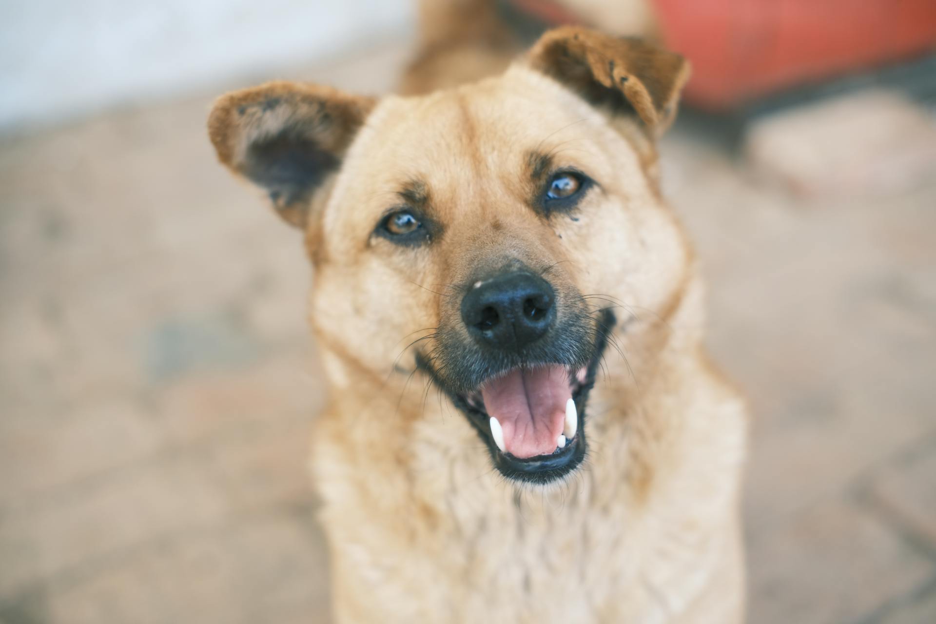 Close up of Chinook