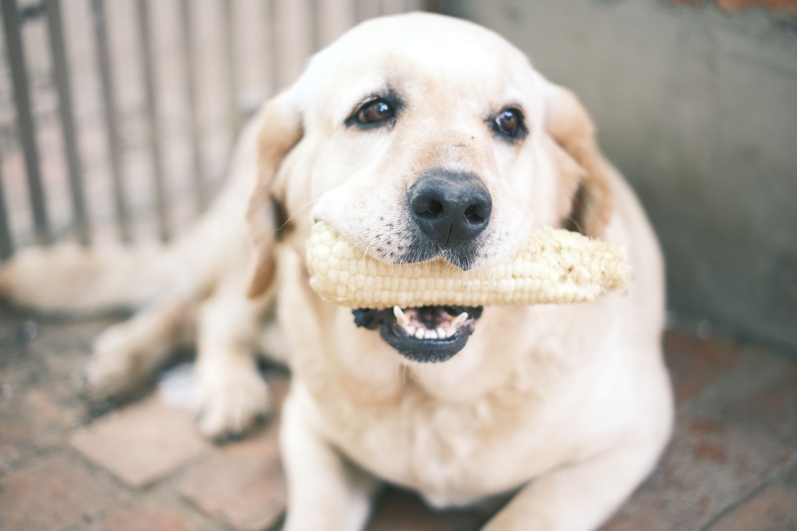 A yellow Labrador sits holding a corn cob in its mouth, one of the foods Australian vets warn dogs should never have