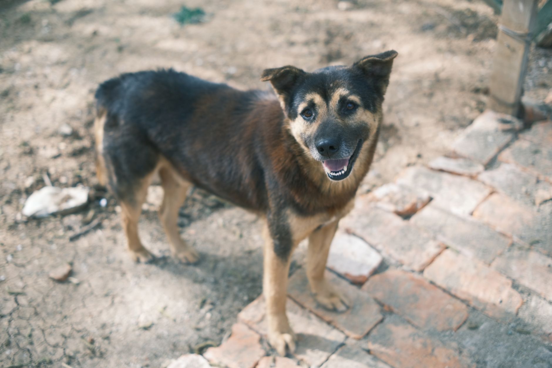 Portrait of a dog at a veterinary clinic