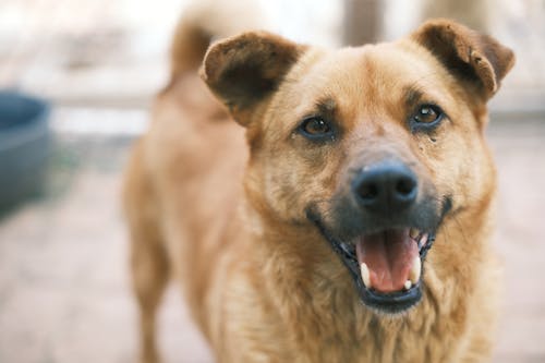 Portrait of Happy Dog