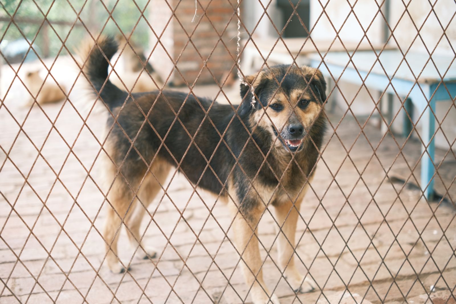 A friendly dog standing inside a clean fenced enclosure.