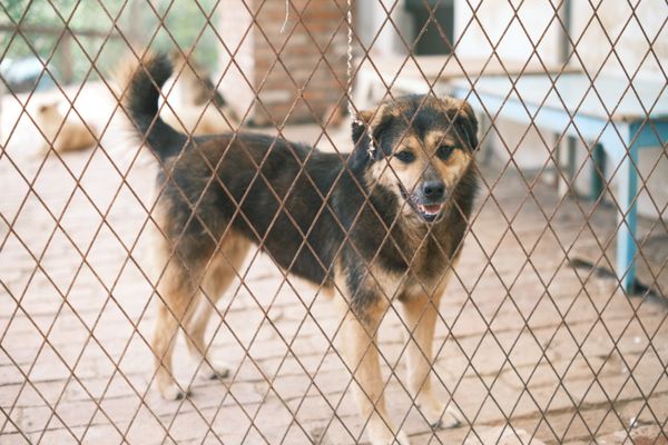 Dog standing behind a fence