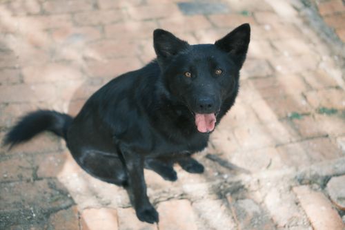 Free Cute black dog sitting happily on brick pavement, looking up with tongue out. Stock Photo