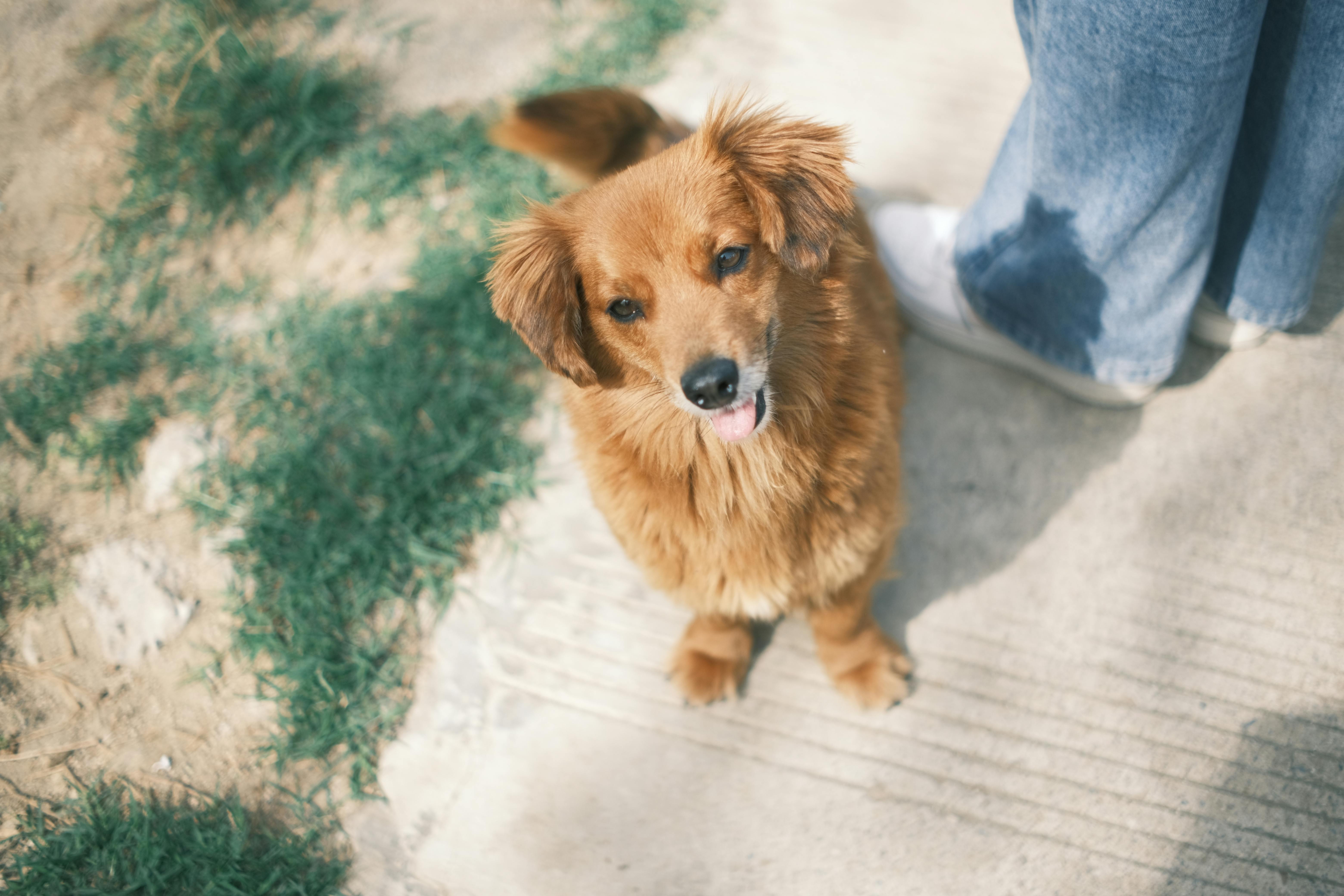免費 人類伴侶, 休閒, 伴侶 的 免費圖庫相片 圖庫相片