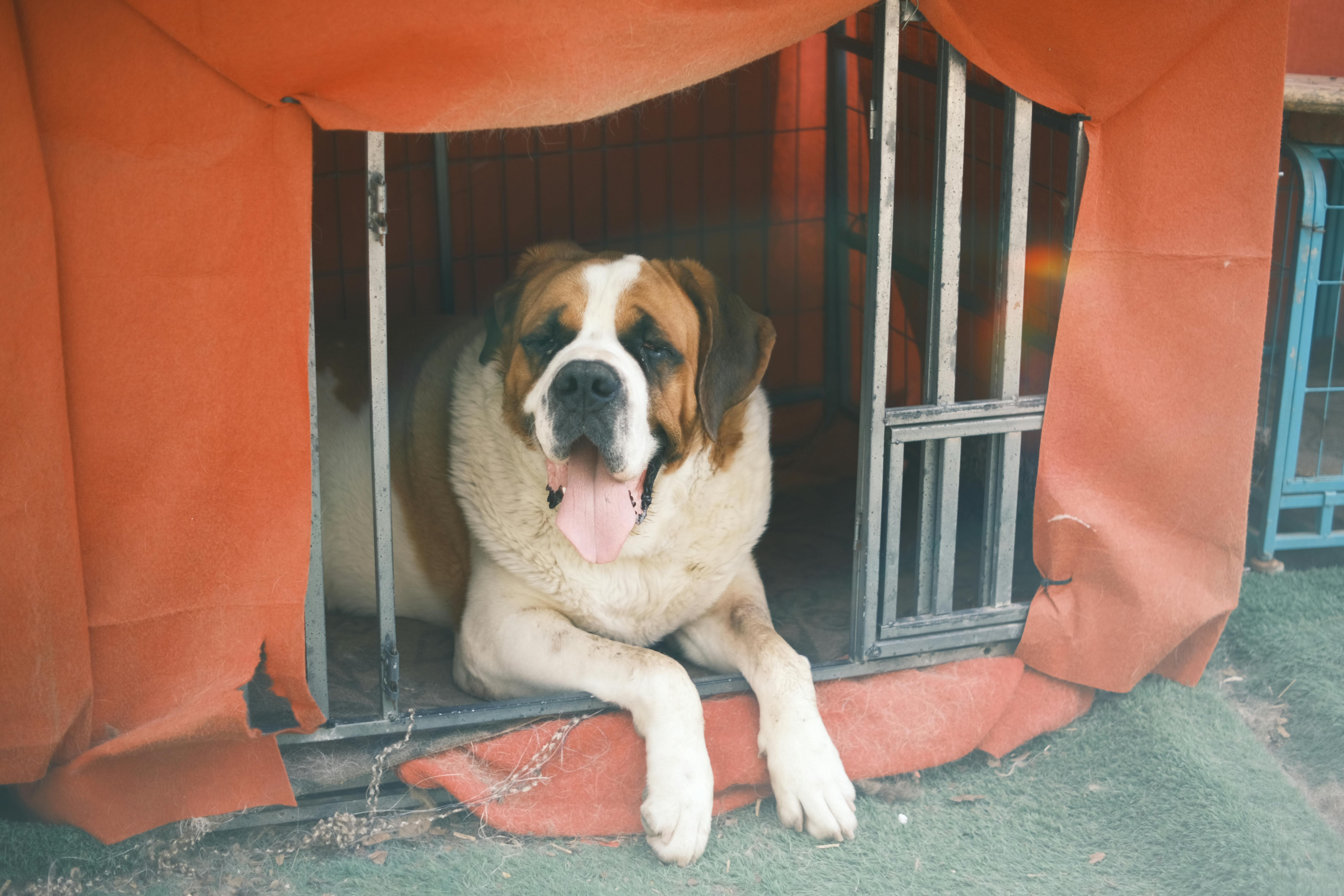 Saint Bernard Dog in Shelter