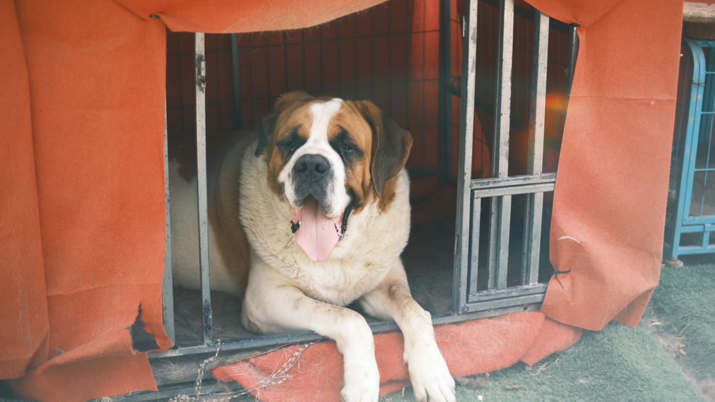 Designer Hypoallergenic Hybrids: The Giant Schoodle