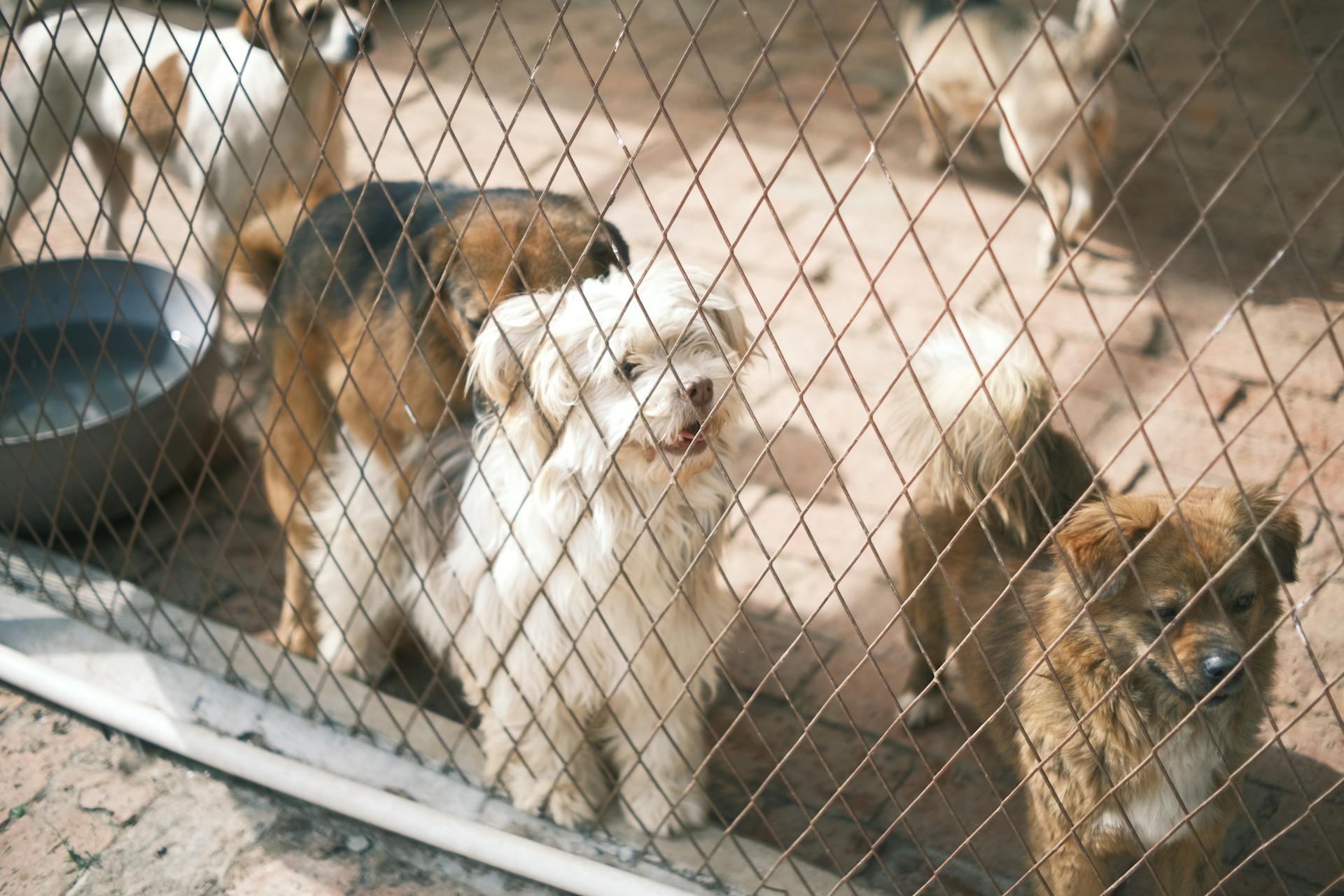 Des chiens dans un refuge