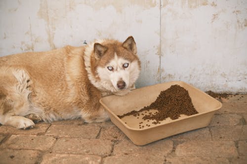 Caramel Husky Lying next to Tray of Dog Food