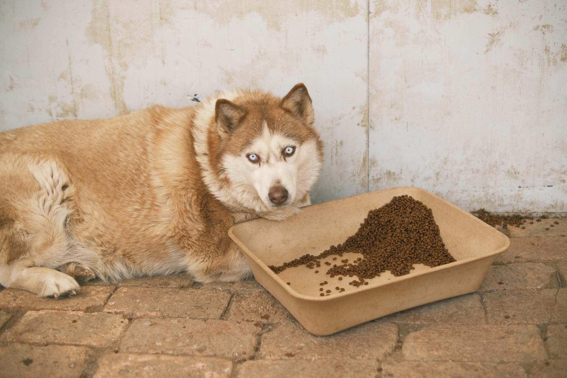 Caramel Husky Lying next to Tray of Dog Food