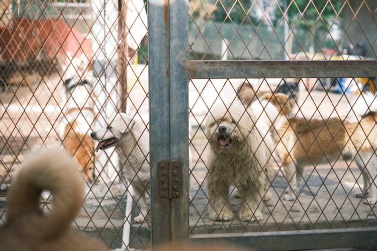 Happy Dogs Standing In Yard Behind Fence