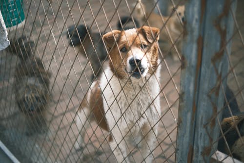 安徽善之源流浪动物保护基地的狗狗