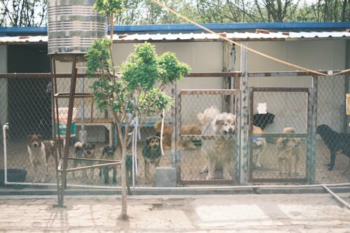 安徽善之源流浪动物保护基地的狗狗