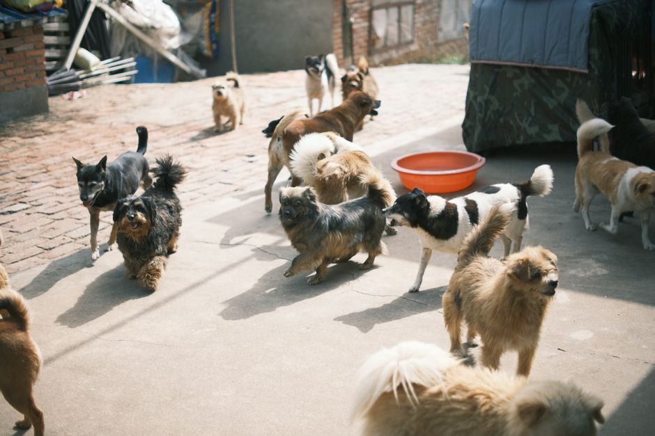 Group of diverse dog breeds playing in an urban park setting - apartments with 3 pet limit Group of diverse dog breeds playing in an urban park setting - apartments with 3 pet limit