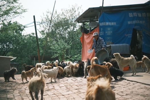 A woman feeds a large group of dogs on a sunny day in a rural village setting.