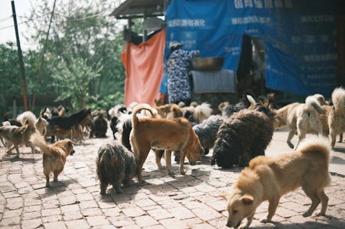 Dogs Walking around Brick Square