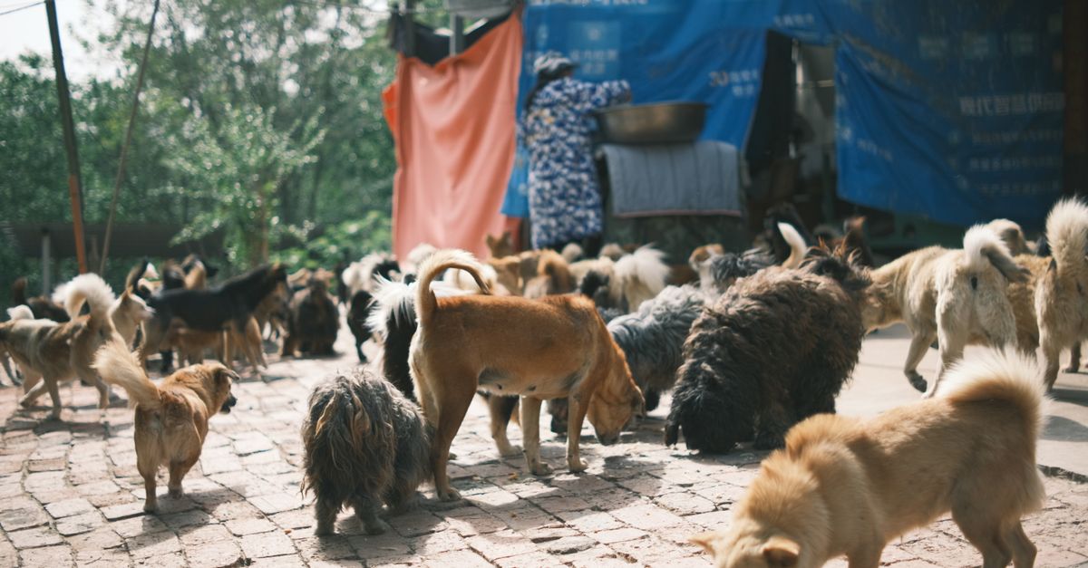 如何支持搜救犬?高虹安肯定竹市消防局邁向國際