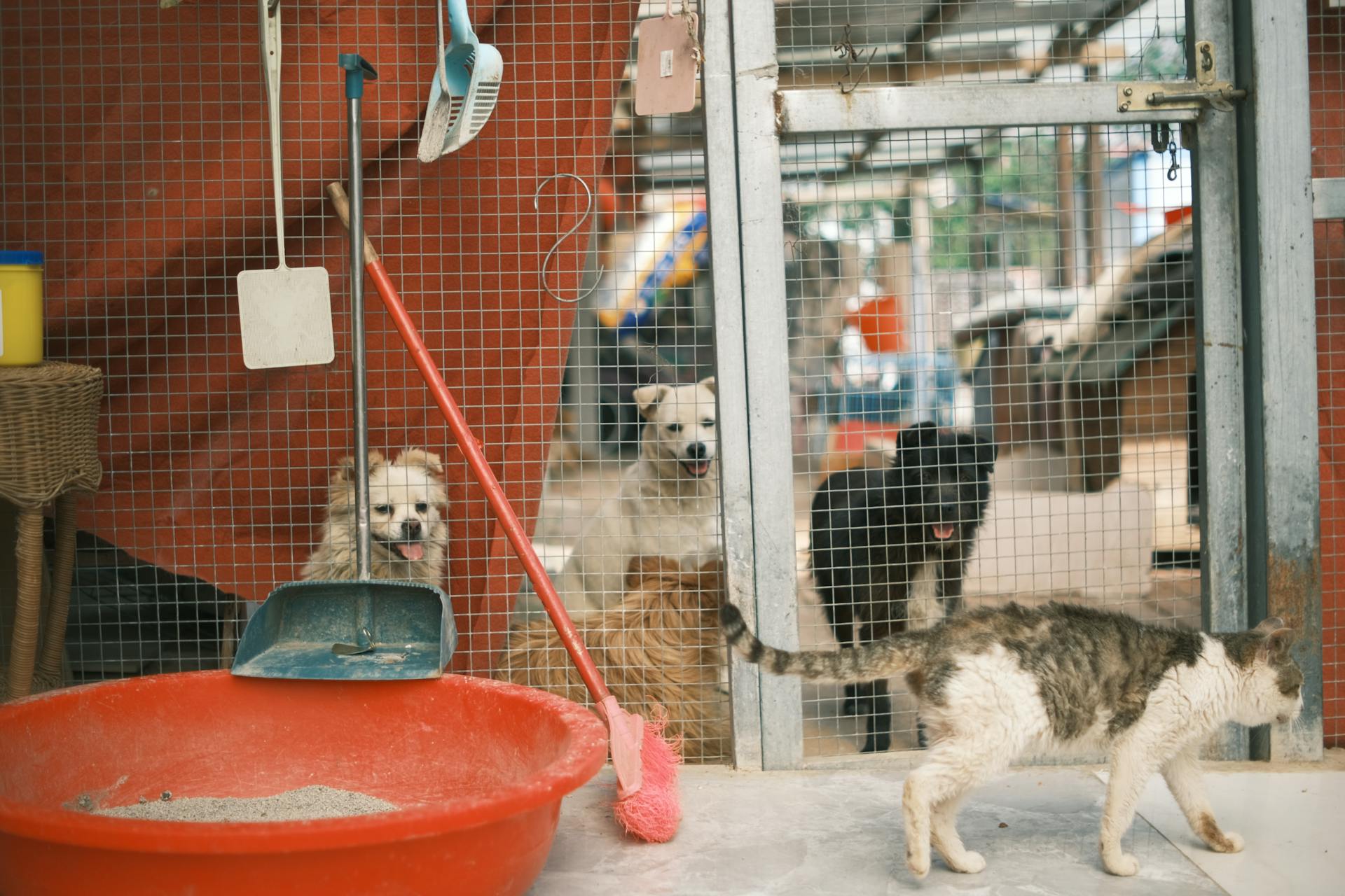 Des chiens surveillent un chat en cage dans un refuge