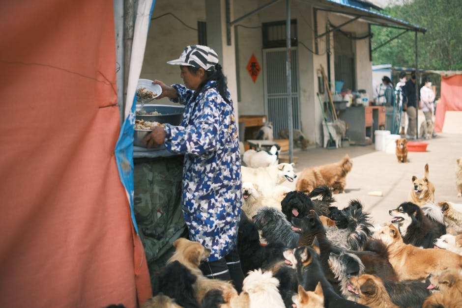 A woman feeds a large group of dogs at an outdoor shelter in a village setting.