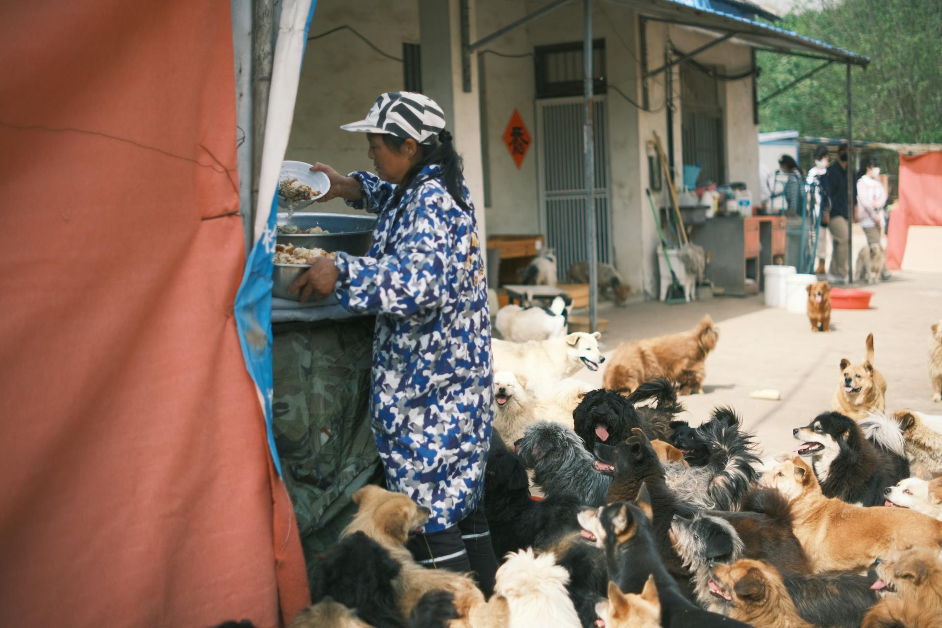 Des chiens près d'une femme avec de la nourriture