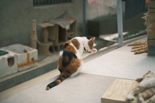 Cat Sitting on Table Licking its Paw