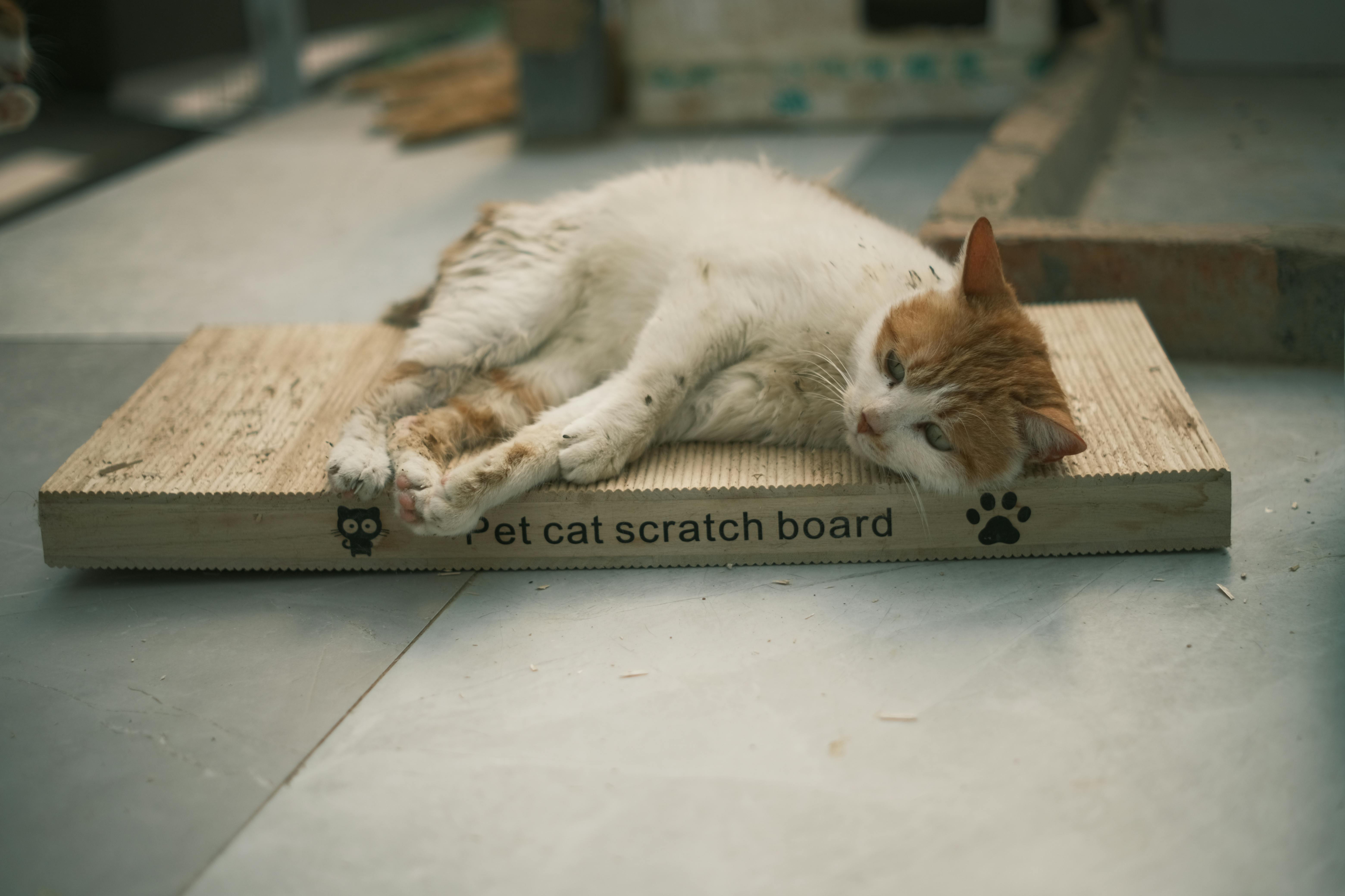 stop cat scratching furniture deterrent spray