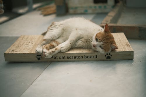 Cat Lying Down on Scratch Board