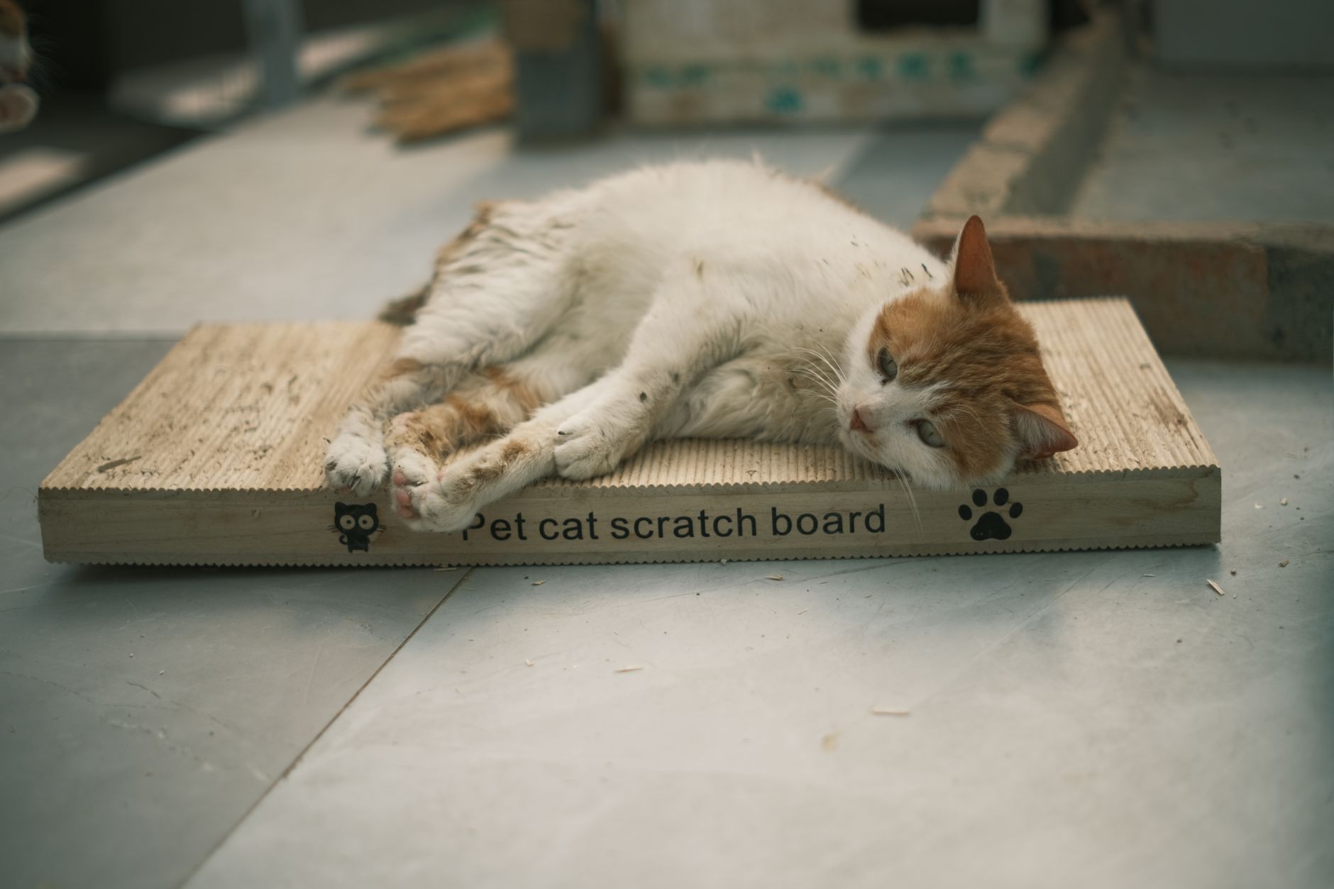 Best Long-Lasting Cat Scratching Posts (2026) – Durable, Engaging, Vet-Recommended Picks