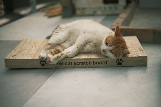 Cat Scratching Post Benefits