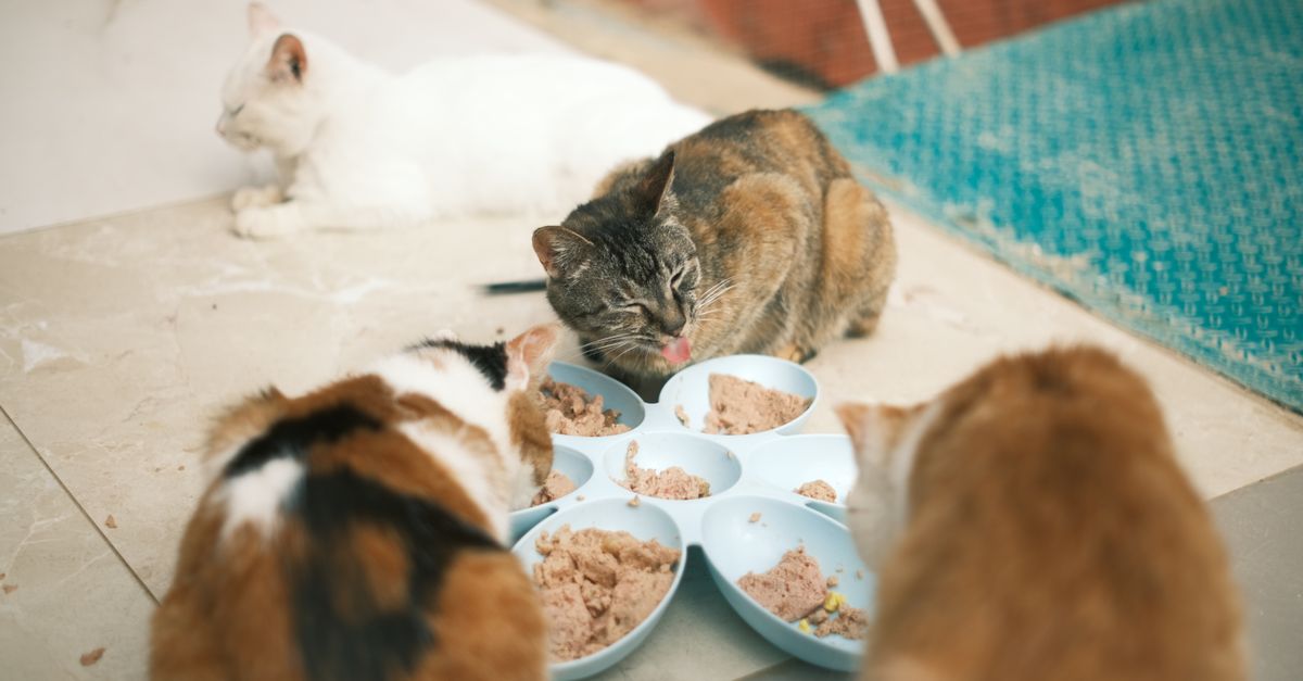 Quantas Vezes por Dia Alimentar o Gato? Guia Completo