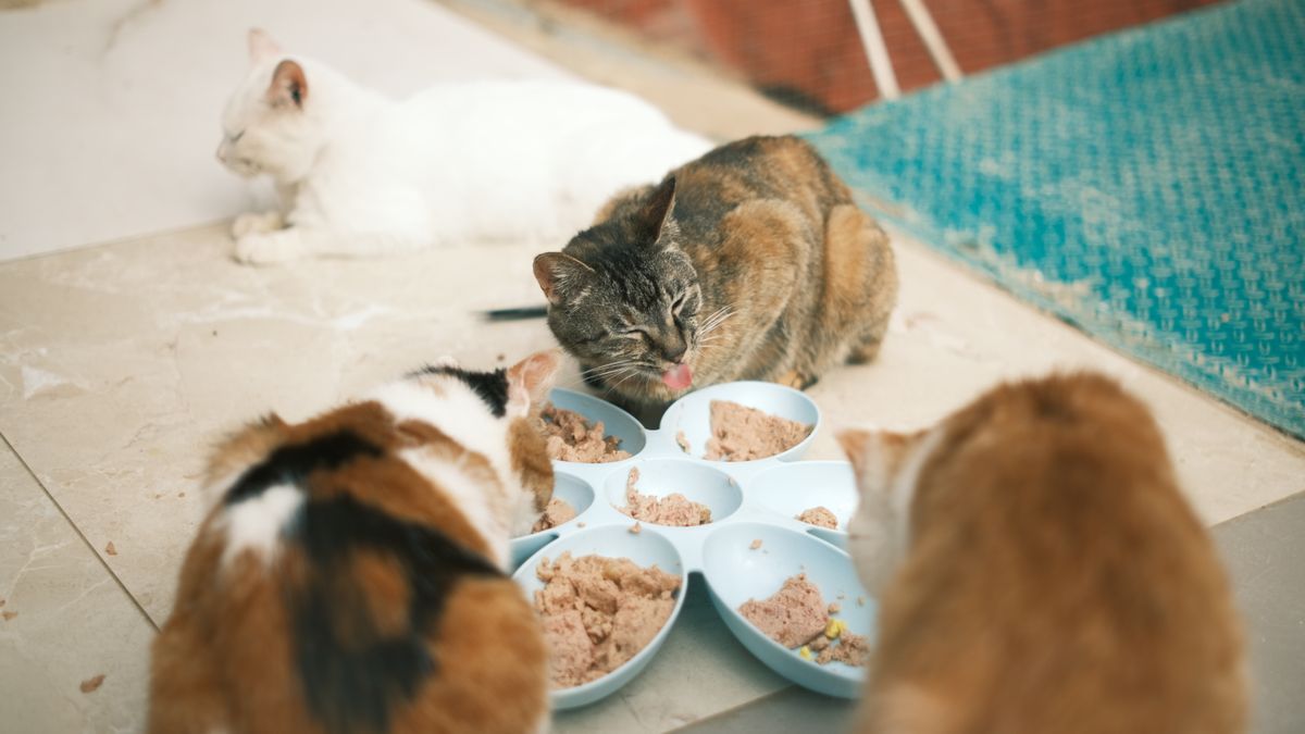 Rabbit Cat Food: Ingredients, Completeness and Daily Cost