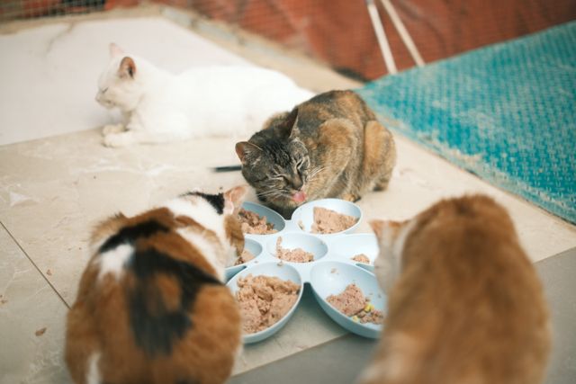 Several cats eating together, peace through good spacing