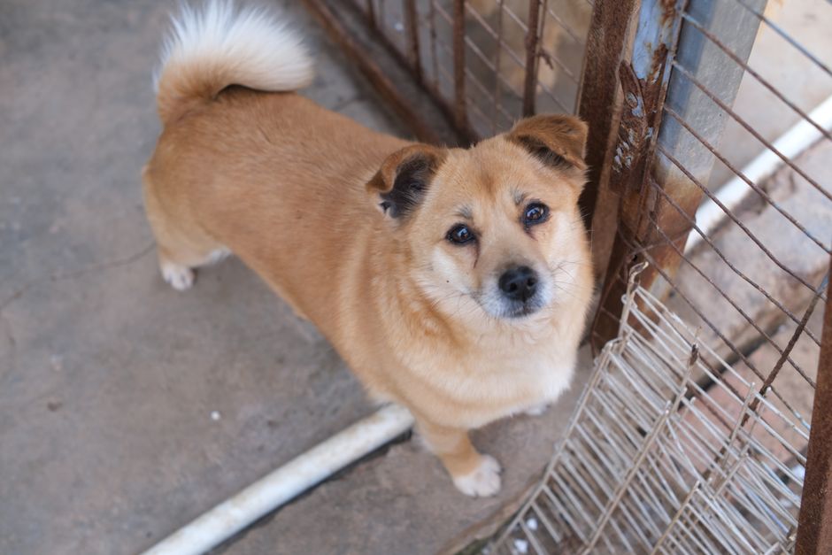 Cute brown dog behind a shelter fence, looking up with hopeful eyes. Perfect for pet adoption themes.