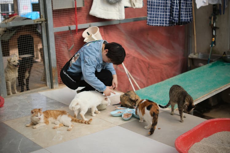 Worker Feeding Cats In Shelter