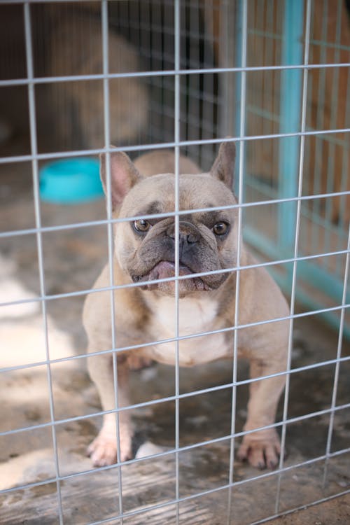 French Bulldog Standing behind Steel Crate