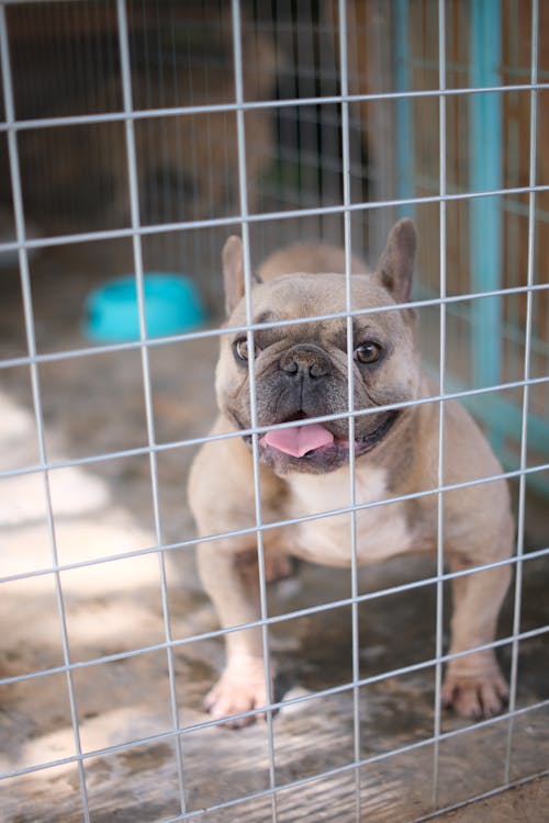 Happy French Bulldog Standing behind Fence