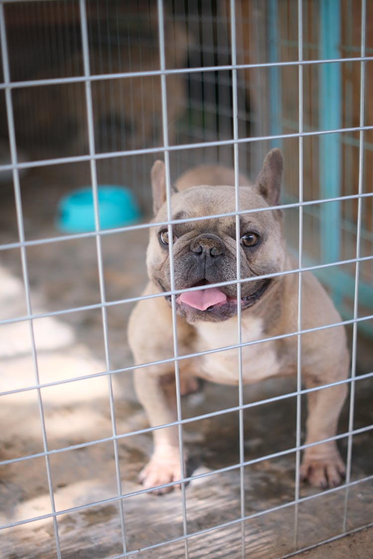 Happy French Bulldog Standing Behind Fence