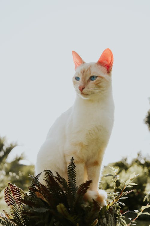 Бесплатное стоковое фото с белая кошка, вертикальный выстрел, домашнее животное фотография