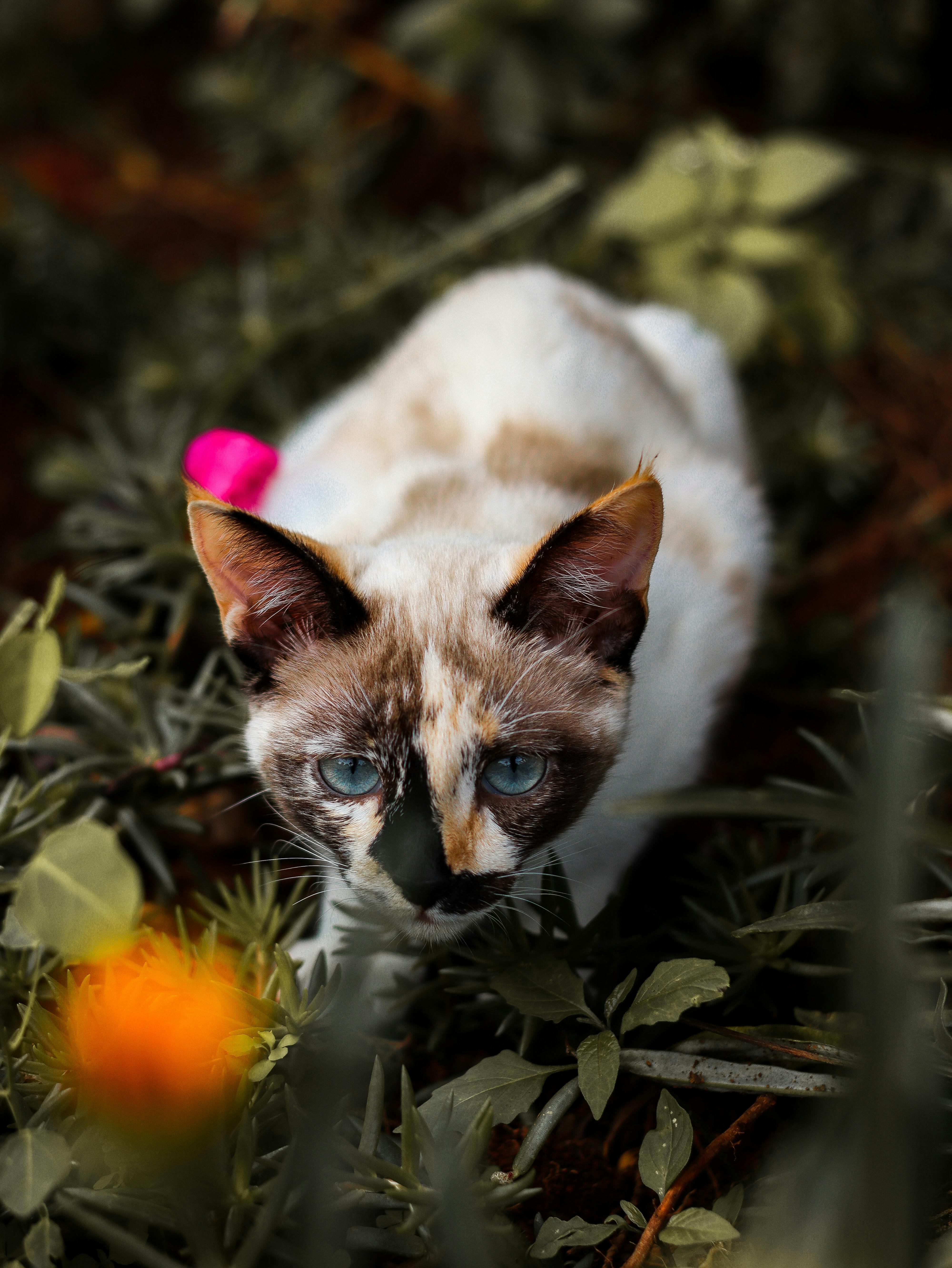 beautiful cat curled up in grass among leaves