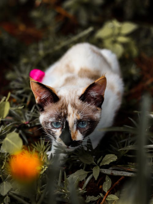 Beautiful Cat Curled up in Grass among Leaves