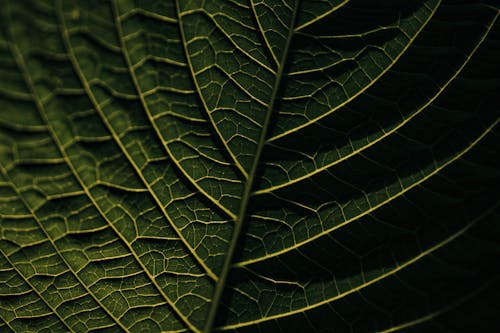 Close-up of a Green Leaf Surface 