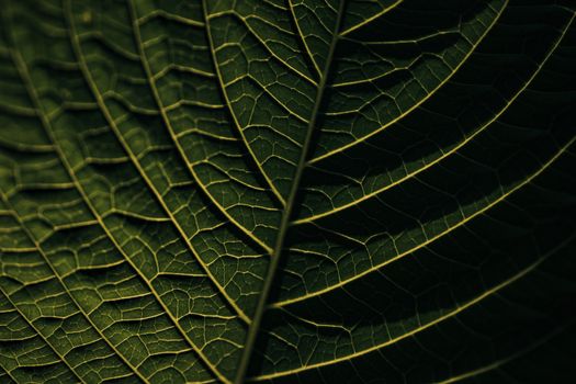 Intricate texture of a green leaf captured in close-up, showcasing veins and structure.