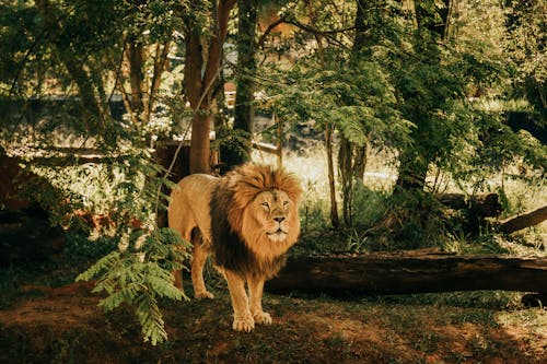 Lion Standing in Tree Shade